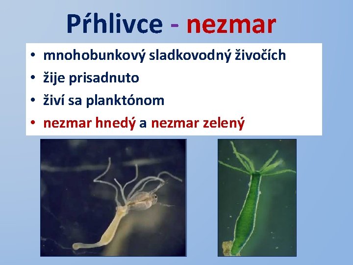 Pŕhlivce - nezmar • • mnohobunkový sladkovodný živočích žije prisadnuto živí sa planktónom nezmar