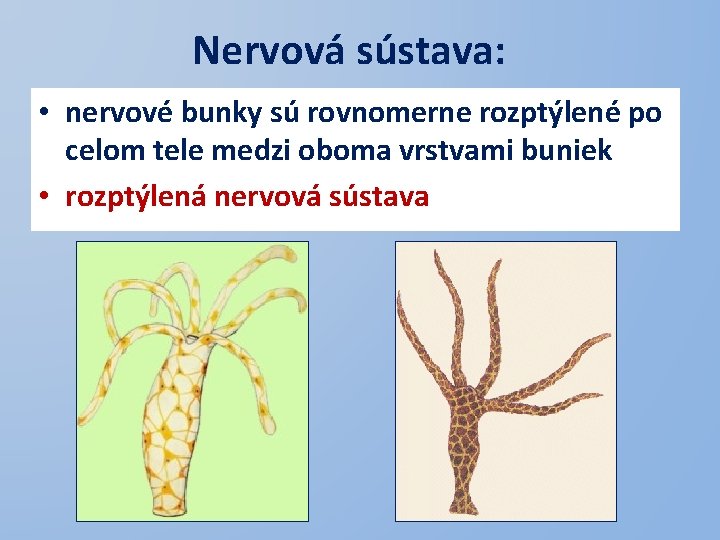 Nervová sústava: • nervové bunky sú rovnomerne rozptýlené po celom tele medzi oboma vrstvami
