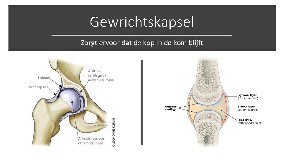 Gewrichtskapsel Zorgt ervoor dat de kop in de kom blijft 