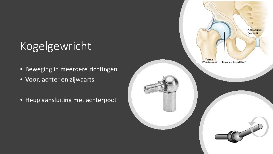 Kogelgewricht • Beweging in meerdere richtingen • Voor, achter en zijwaarts • Heup aansluiting