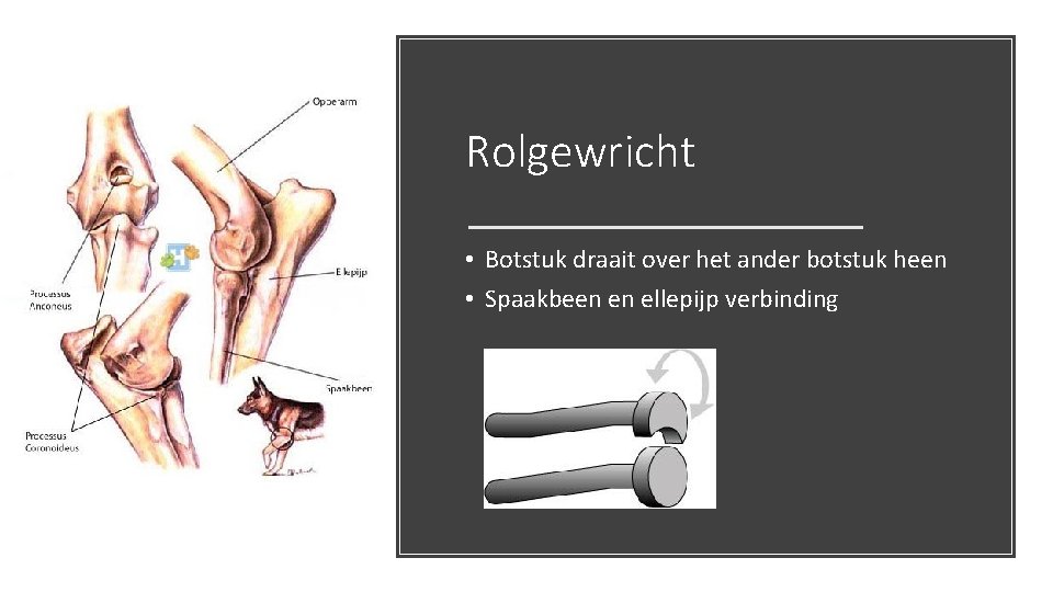 Rolgewricht • Botstuk draait over het ander botstuk heen • Spaakbeen en ellepijp verbinding