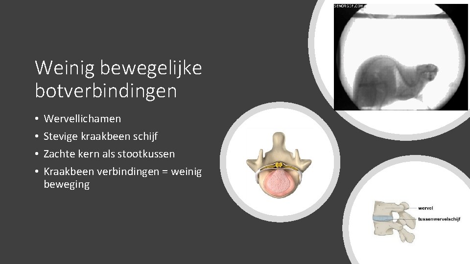 Weinig bewegelijke botverbindingen • • Wervellichamen Stevige kraakbeen schijf Zachte kern als stootkussen Kraakbeen