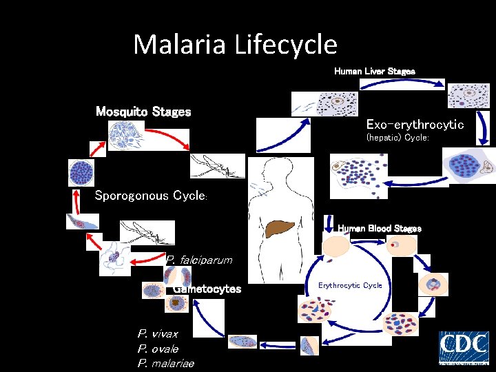 Malaria Lifecycle Human Liver Stages Mosquito Stages Exo-erythrocytic (hepatic) Cycle: Sporogonous Cycle: Human Blood