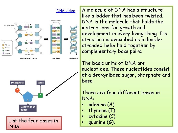 DNA video A molecule of DNA has a structure like a ladder that has