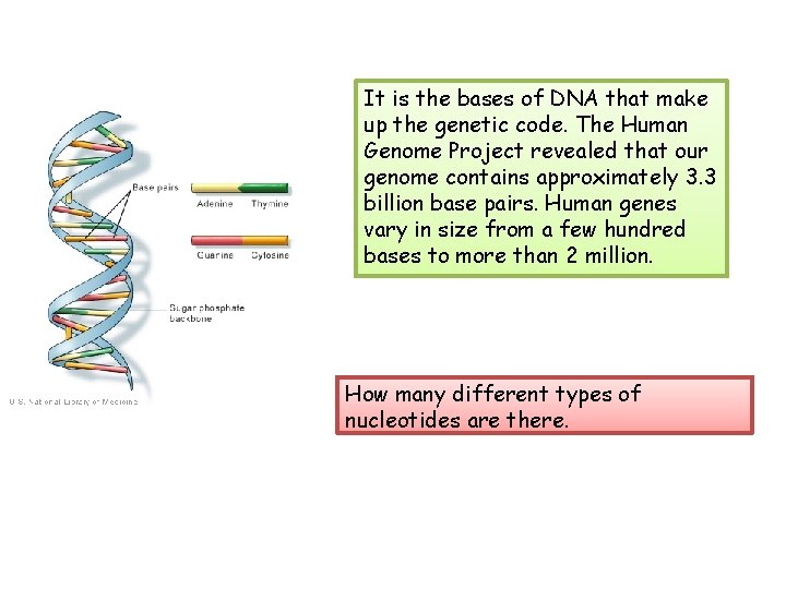 It is the bases of DNA that make up the genetic code. The Human