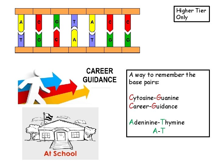 Higher Tier Only A way to remember the base pairs: Cytosine-Guanine Career-Guidance Adeninine-Thymine A-T