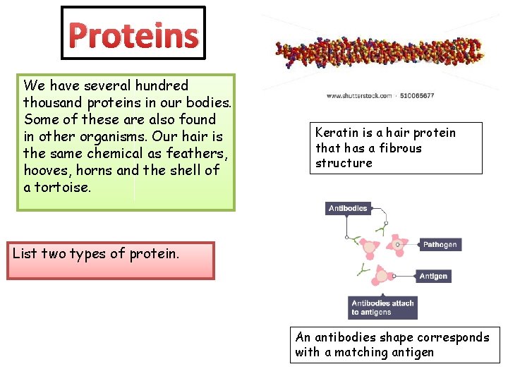 Proteins We have several hundred thousand proteins in our bodies. Some of these are