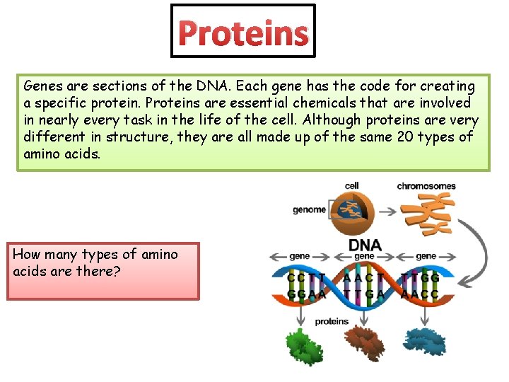 Proteins Genes are sections of the DNA. Each gene has the code for creating