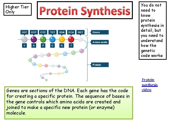 Higher Tier Only Protein Synthesis Genes are sections of the DNA. Each gene has