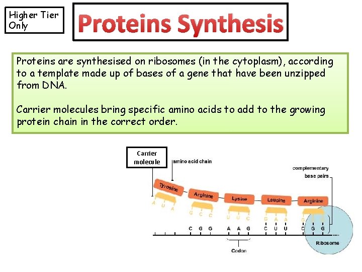 Higher Tier Only Proteins Synthesis Proteins are synthesised on ribosomes (in the cytoplasm), according