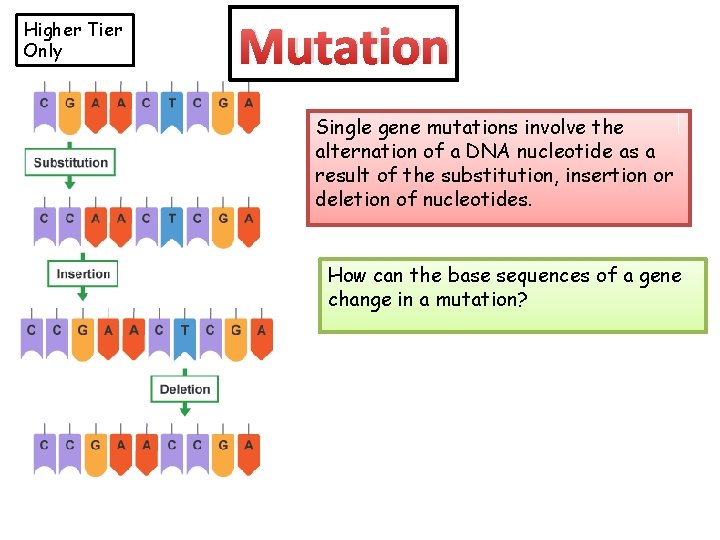 Higher Tier Only Mutation Single gene mutations involve the alternation of a DNA nucleotide