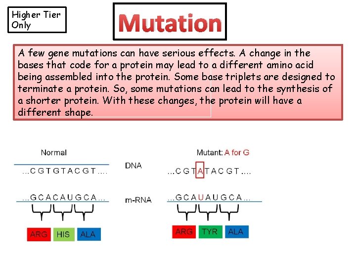 Higher Tier Only Mutation A few gene mutations can have serious effects. A change