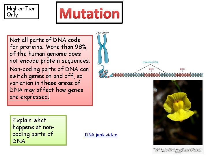 Higher Tier Only Mutation Not all parts of DNA code for proteins. More than