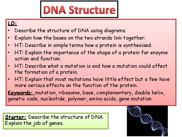 DNA Structure LO: • Describe the structure of DNA using diagrams. • Explain how