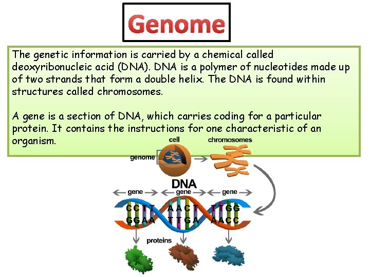 Genome The genetic information is carried by a chemical called deoxyribonucleic acid (DNA). DNA