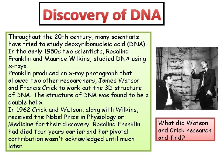 Discovery of DNA Throughout the 20 th century, many scientists have tried to study