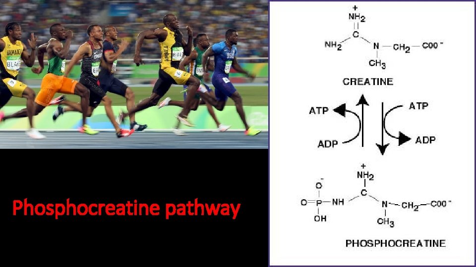 Phosphocreatine pathway 