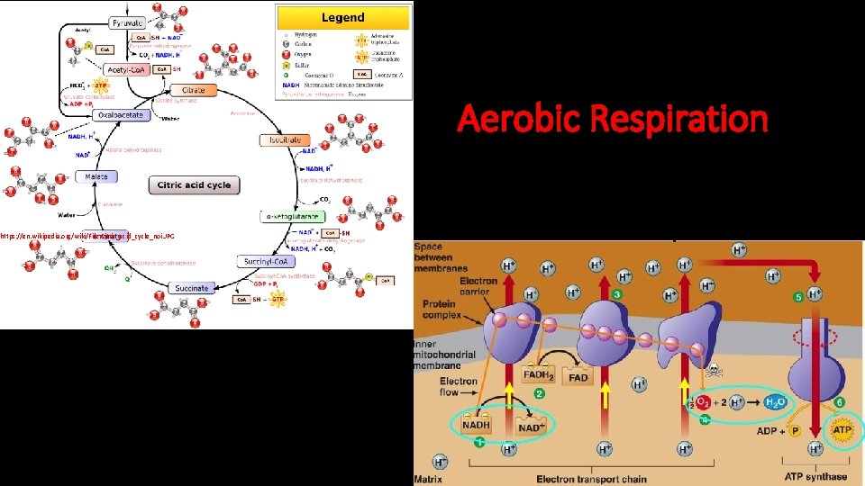 https: //en. wikipedia. org/wiki/File: Citric_acid_cycle_noi. JPG Aerobic Respiration 