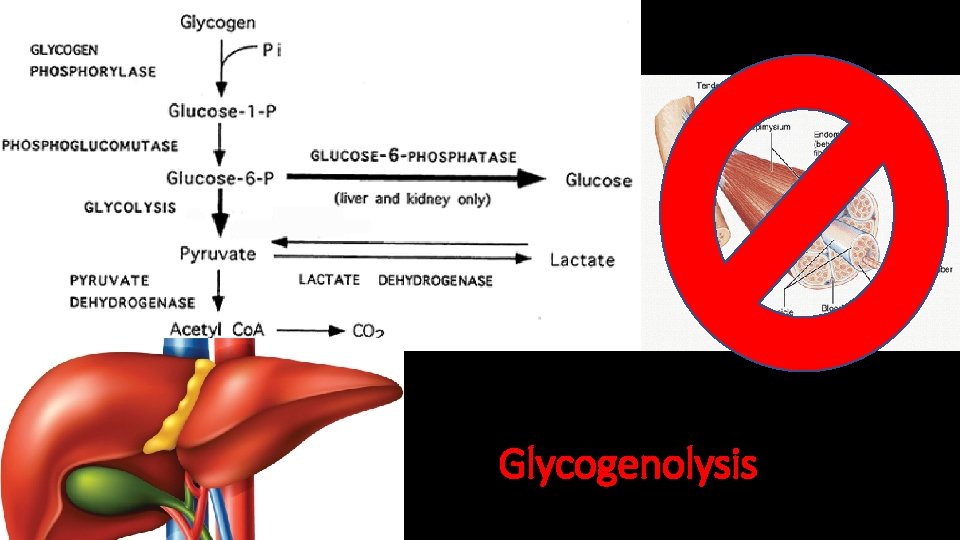 Glycogenolysis 
