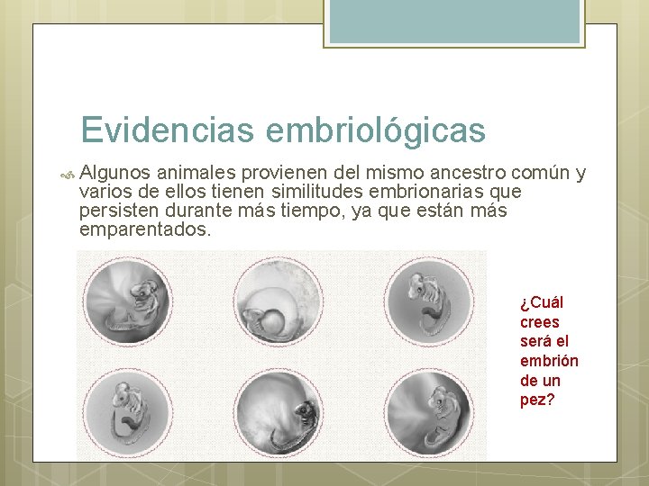 Evidencias embriológicas Algunos animales provienen del mismo ancestro común y varios de ellos tienen