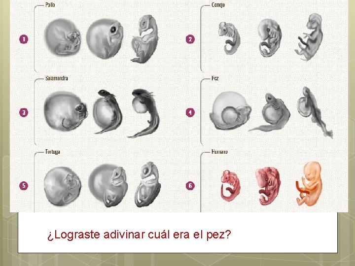 ¿Lograste adivinar cuál era el pez? 