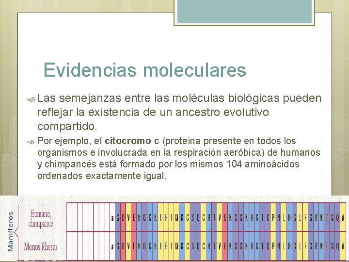 Evidencias moleculares Las semejanzas entre las moléculas biológicas pueden reflejar la existencia de un