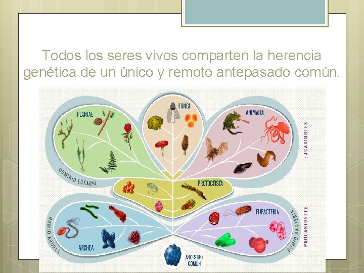 Todos los seres vivos comparten la herencia genética de un único y remoto antepasado