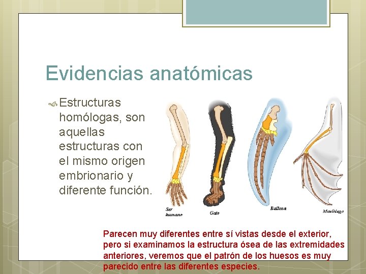 Evidencias anatómicas Estructuras homólogas, son aquellas estructuras con el mismo origen embrionario y diferente
