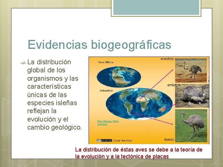 Evidencias biogeográficas La distribución global de los organismos y las características únicas de las