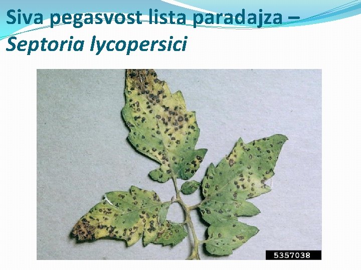 Siva pegasvost lista paradajza – Septoria lycopersici 