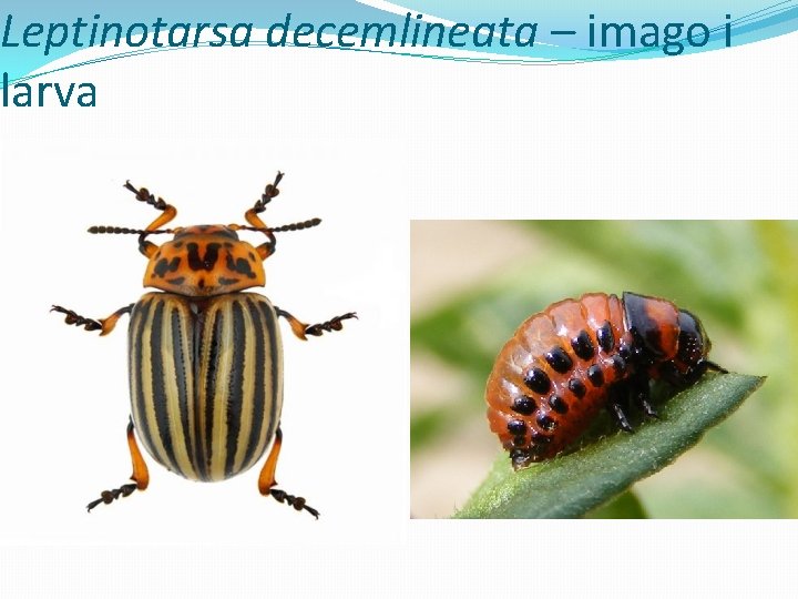 Leptinotarsa decemlineata – imago i larva 