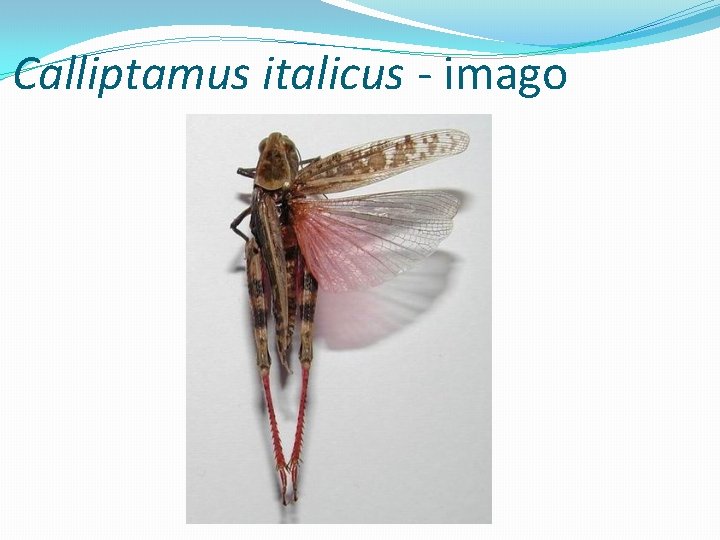 Calliptamus italicus - imago 