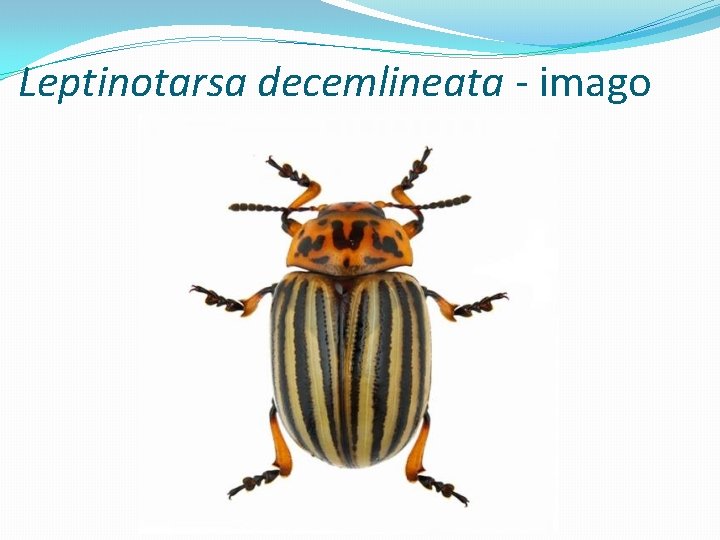 Leptinotarsa decemlineata - imago 