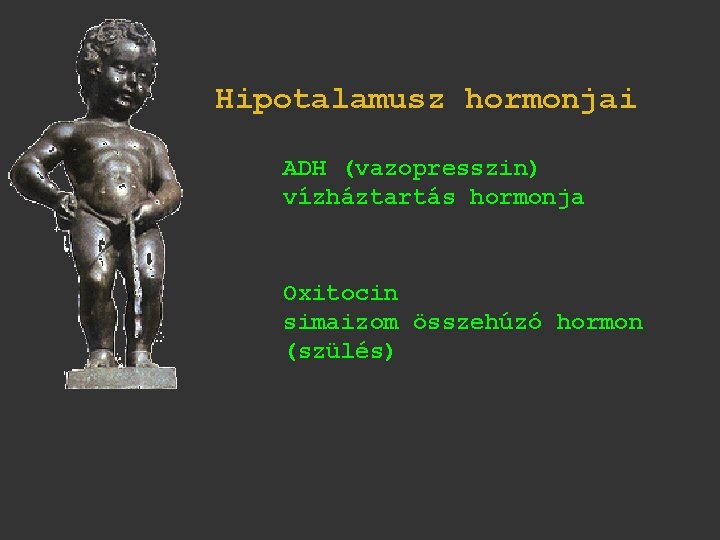 Hipotalamusz hormonjai ADH (vazopresszin) vízháztartás hormonja Oxitocin simaizom összehúzó hormon (szülés) 