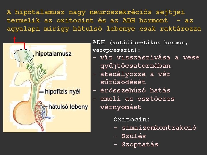 A hipotalamusz nagy neuroszekréciós sejtjei termelik az oxitocint és az ADH hormont - az