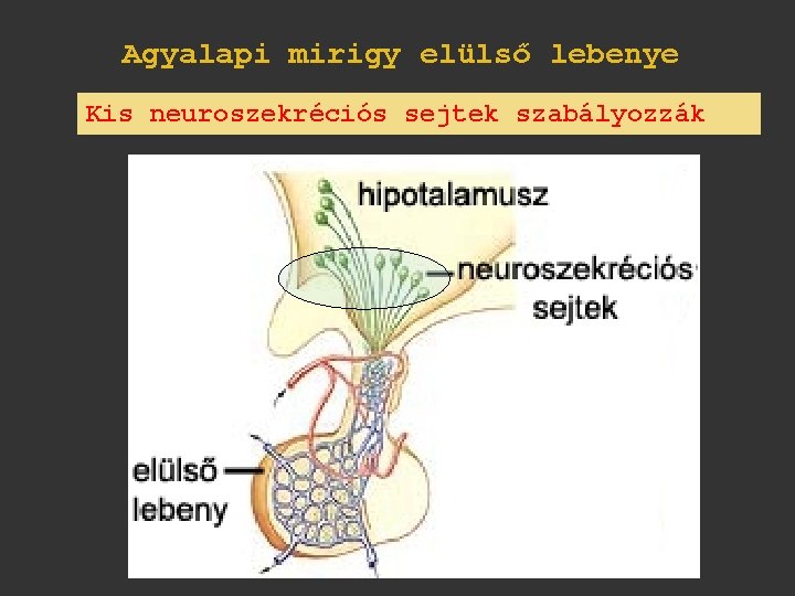 Agyalapi mirigy elülső lebenye Kis neuroszekréciós sejtek szabályozzák 