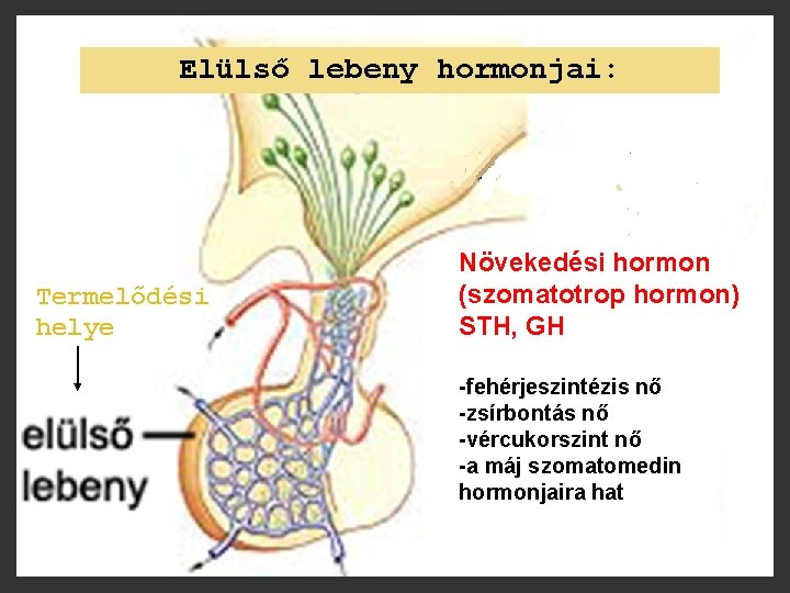 Elülső lebeny hormonjai: Termelődési helye Növekedési hormon (szomatotrop hormon) STH, GH -fehérjeszintézis nő -zsírbontás