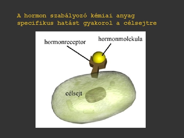 A hormon szabályozó kémiai anyag specifikus hatást gyakorol a célsejtre 