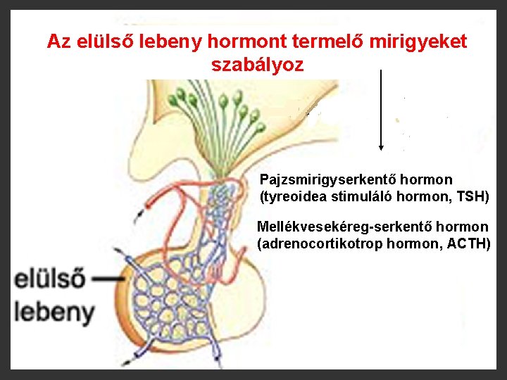 Az elülső lebeny hormont termelő mirigyeket szabályoz Pajzsmirigyserkentő hormon (tyreoidea stimuláló hormon, TSH) Mellékvesekéreg-serkentő