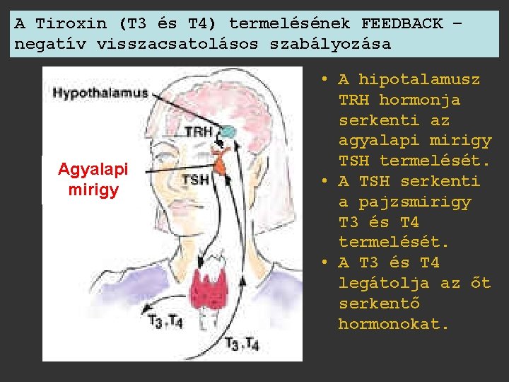 A Tiroxin (T 3 és T 4) termelésének FEEDBACK – negatív visszacsatolásos szabályozása Agyalapi