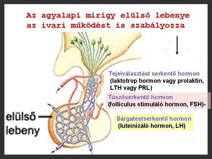 Az agyalapi mirigy elülső lebenye az ivari működést is szabályozza Tejelválasztást serkentő hormon (laktotrop