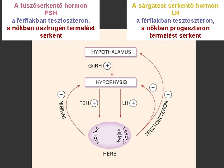 A tüszőserkentő hormon FSH a férfiakban tesztoszteron, a nőkben ösztrogén termelést serkent A sárgatest
