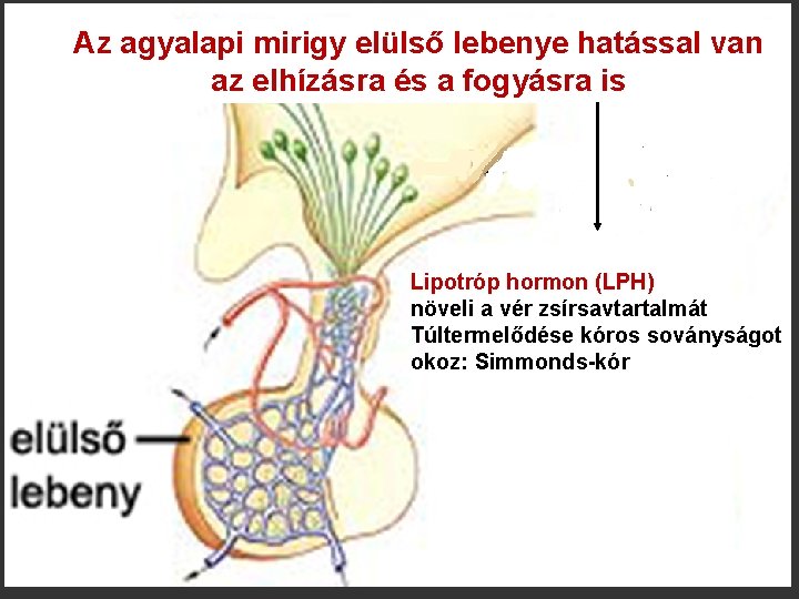 Az agyalapi mirigy elülső lebenye hatással van az elhízásra és a fogyásra is Lipotróp