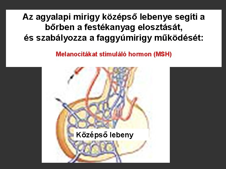 Az agyalapi mirigy középső lebenye segíti a bőrben a festékanyag elosztását, és szabályozza a