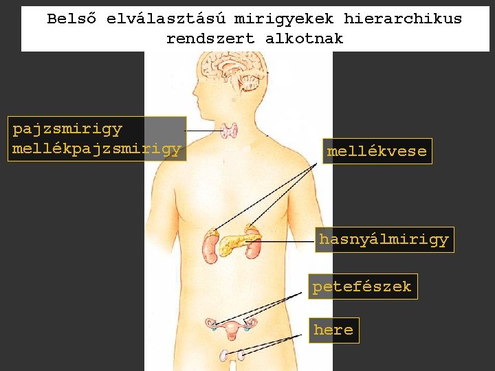 Belső elválasztású mirigyekek hierarchikus rendszert alkotnak pajzsmirigy mellékvese hasnyálmirigy petefészek here 