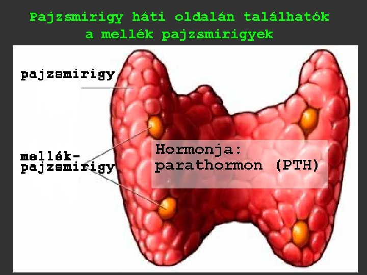 Pajzsmirigy háti oldalán találhatók a mellék pajzsmirigyek Hormonja: parathormon (PTH) 