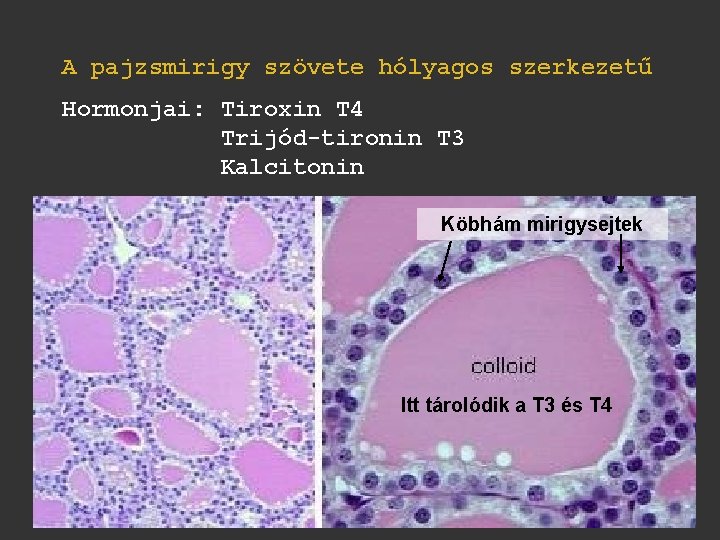 A pajzsmirigy szövete hólyagos szerkezetű Hormonjai: Tiroxin T 4 Trijód-tironin T 3 Kalcitonin Köbhám