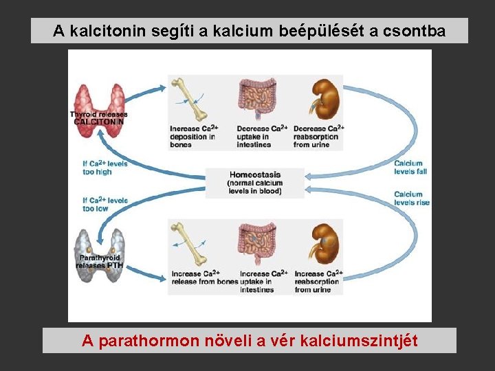 A kalcitonin segíti a kalcium beépülését a csontba A parathormon növeli a vér kalciumszintjét