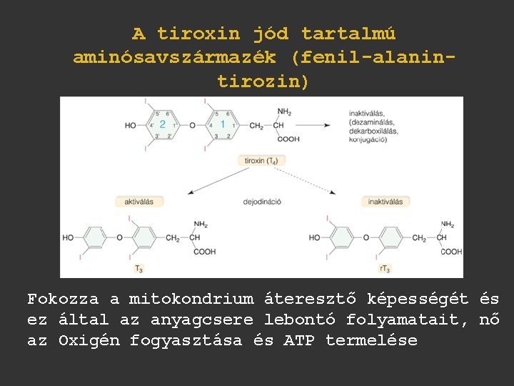 A tiroxin jód tartalmú aminósavszármazék (fenil-alanintirozin) Fokozza a mitokondrium áteresztő képességét és ez által