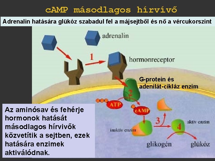 c. AMP másodlagos hírvívő Adrenalin hatására glükóz szabadul fel a májsejtből és nő a